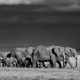 Wildlife Photographic Safaris