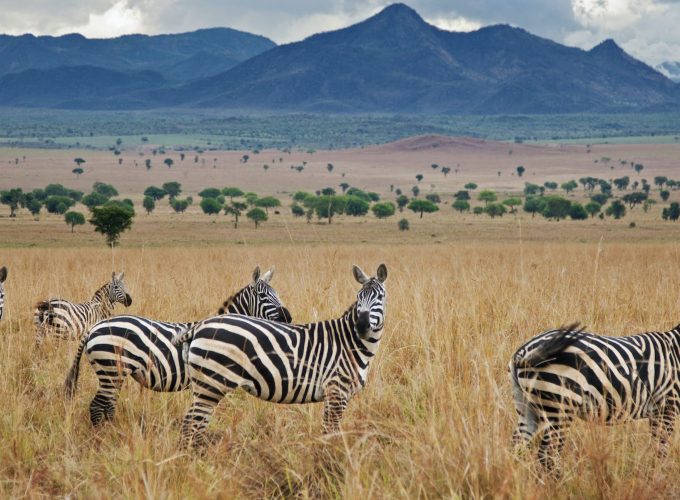 Wildlife Photographic Safaris